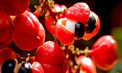 Порошок гуараны (guarana powder) Порошок гуараны (guarana powder)